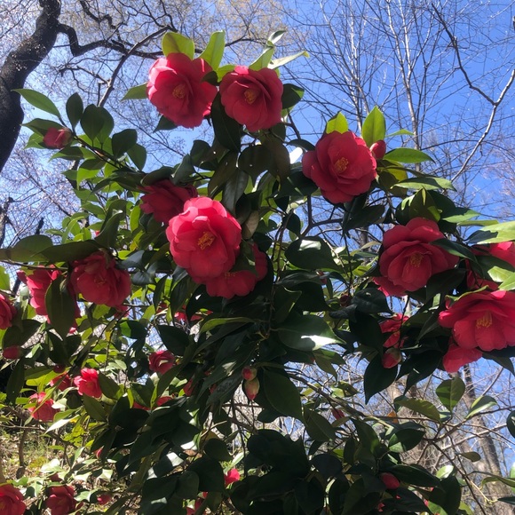 Meet your Posher, Rebecca - Picture 1 of 1